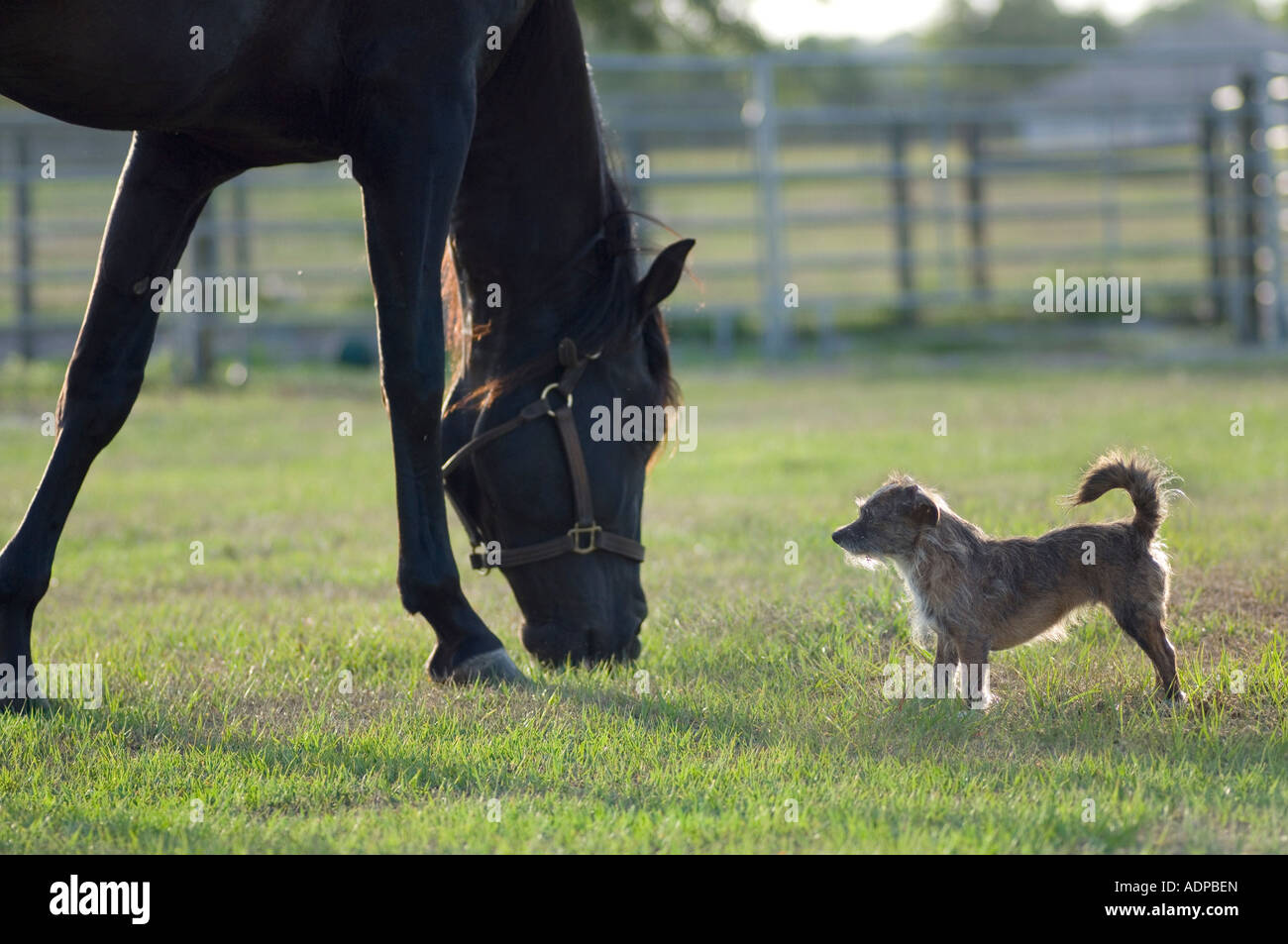Nero stallone andaluso occhi piccolo cane nel suo paddock mentre pascolando Foto Stock