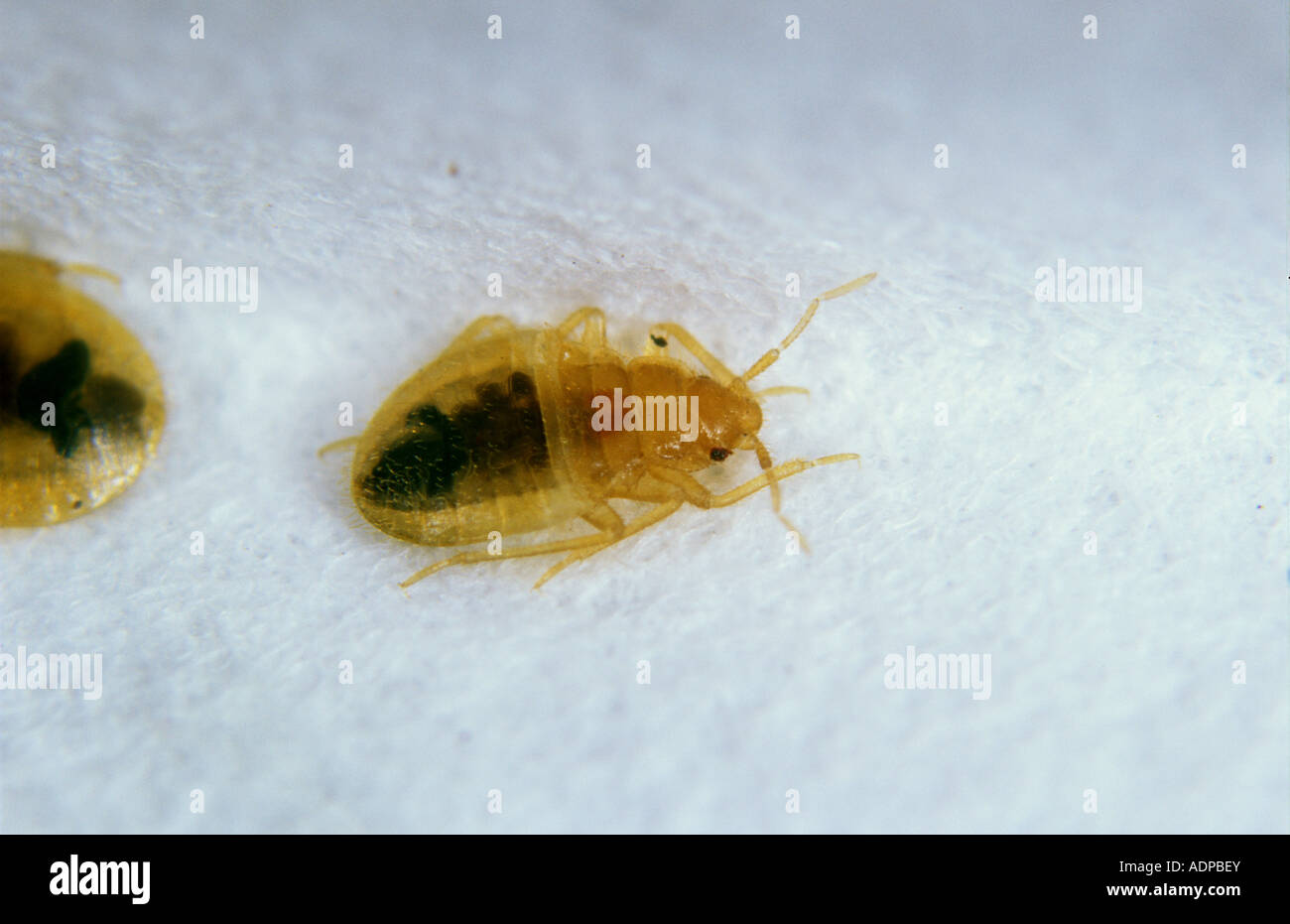 Bed bug Lepinotus reticulatus ninfa Foto Stock