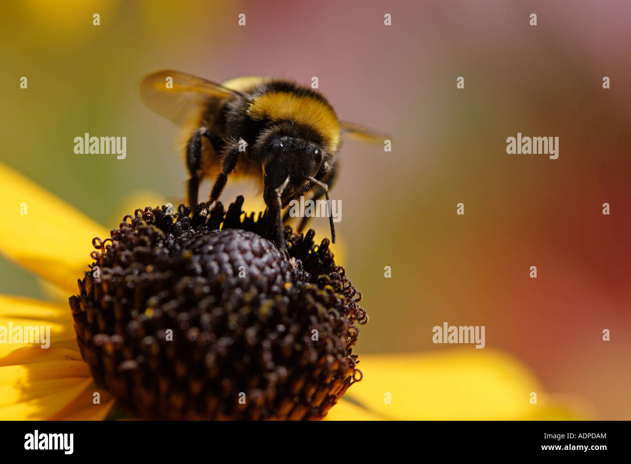 Bumble Bee, una carda comune bee (Bombus agrorum), alimentando il Black Eyed Susan Foto Stock