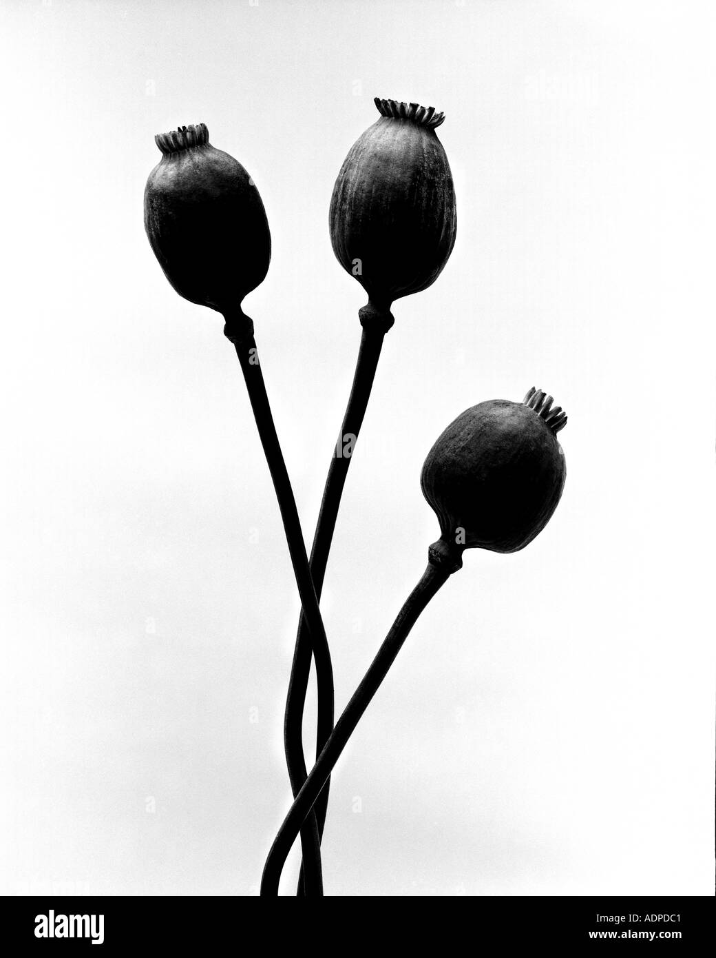 Il papavero in bianco e nero Foto Stock