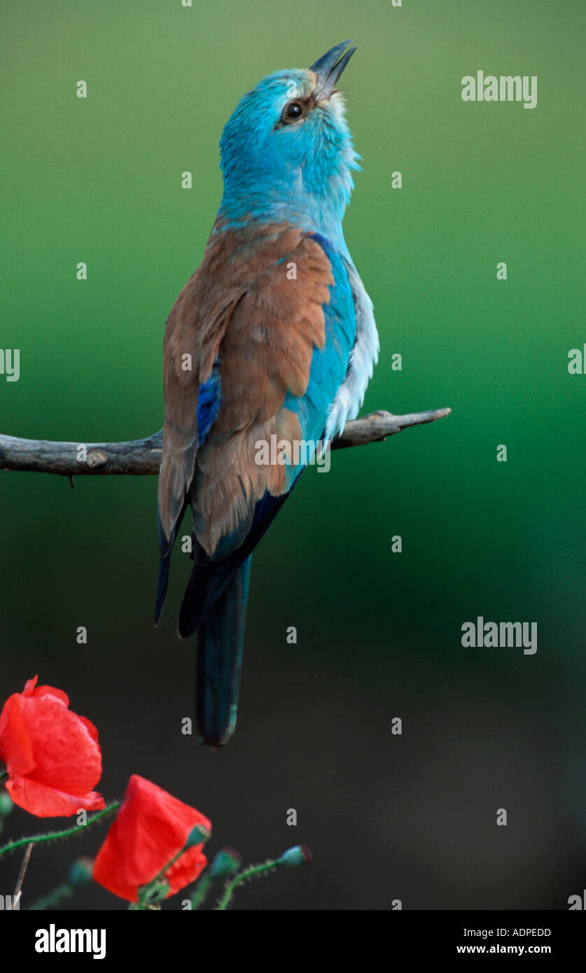 Rullo europea Bulgaria Coracias garrulus Blauracke Bulgarien Europa Tiere animali Vogel Voegel uccelli Foto Stock