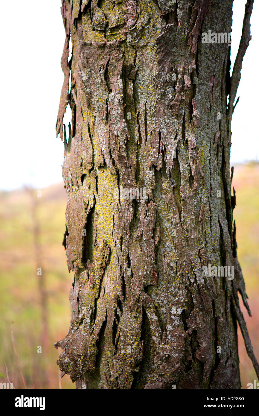Il lichen coperto di corteccia di shagbark hickory tree carya ovata