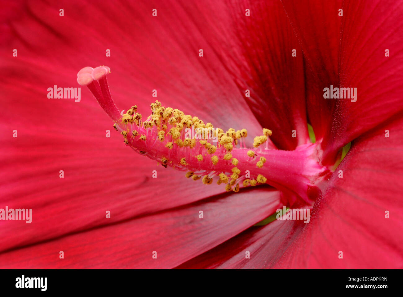 Primo piano della Red Hardy Hibiscus Foto Stock