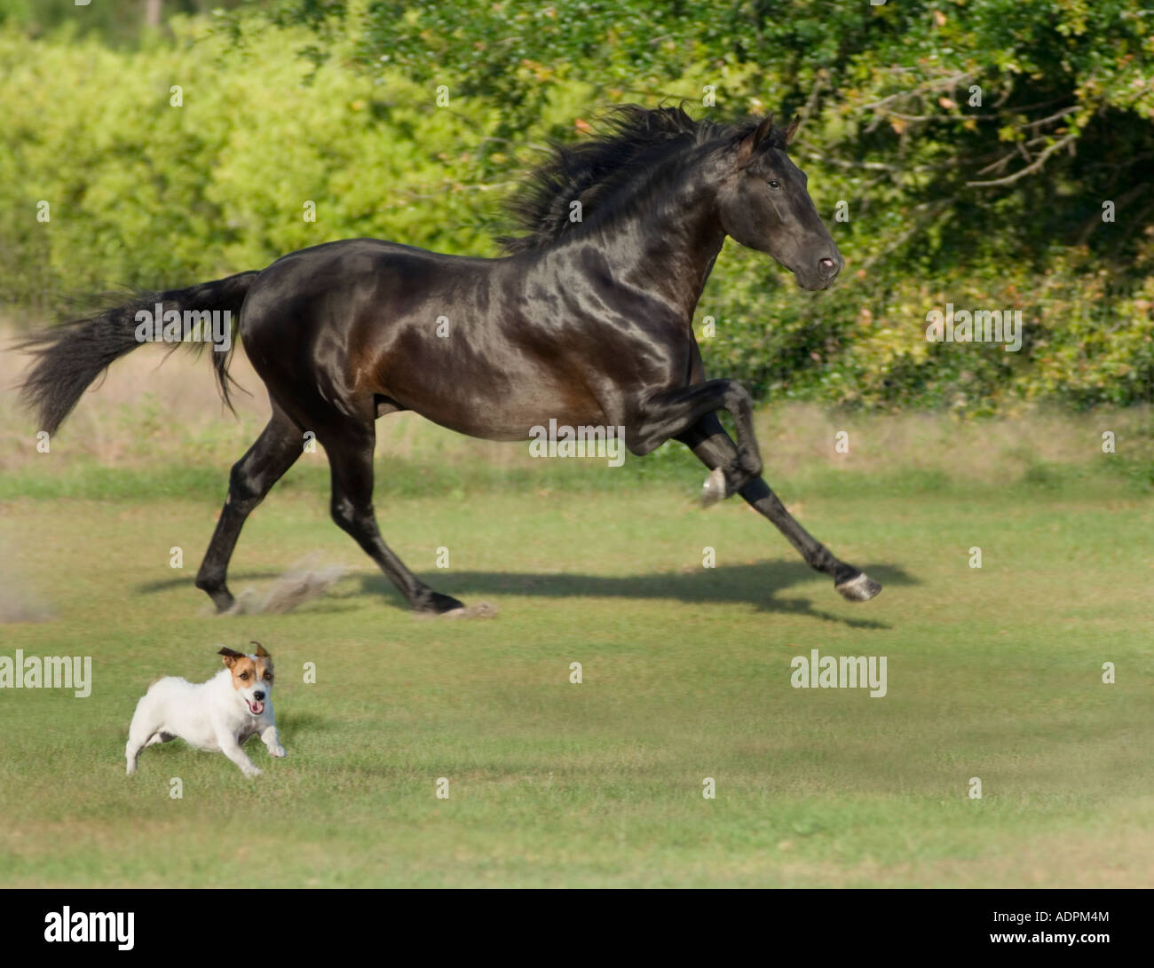 Nero stallone andaluso corre con Jack Russel Terrier cane Foto Stock