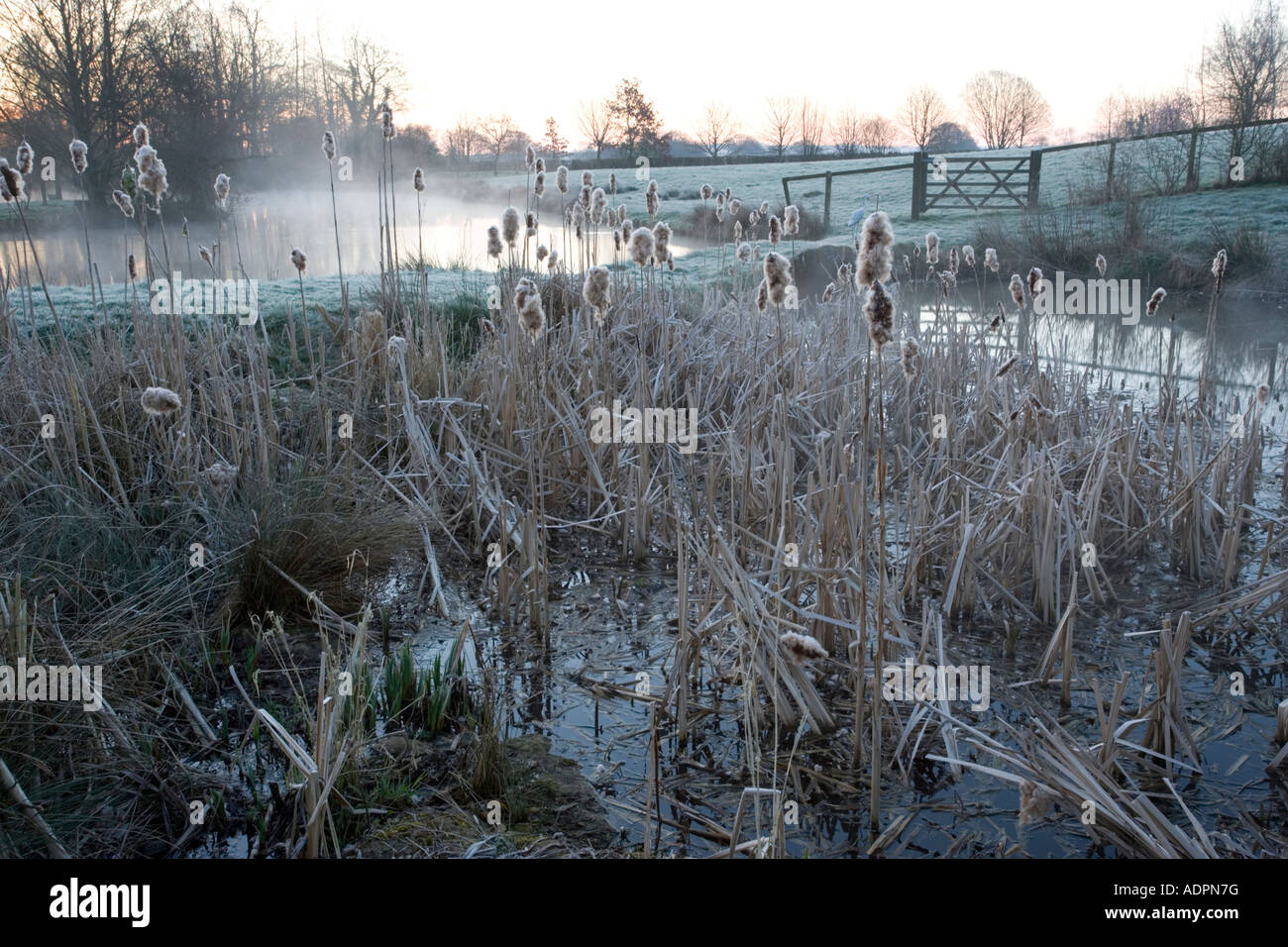 Vasca piena di giunco (Typha latifolia) su un gelido mattino, Dorset, Regno Unito Foto Stock