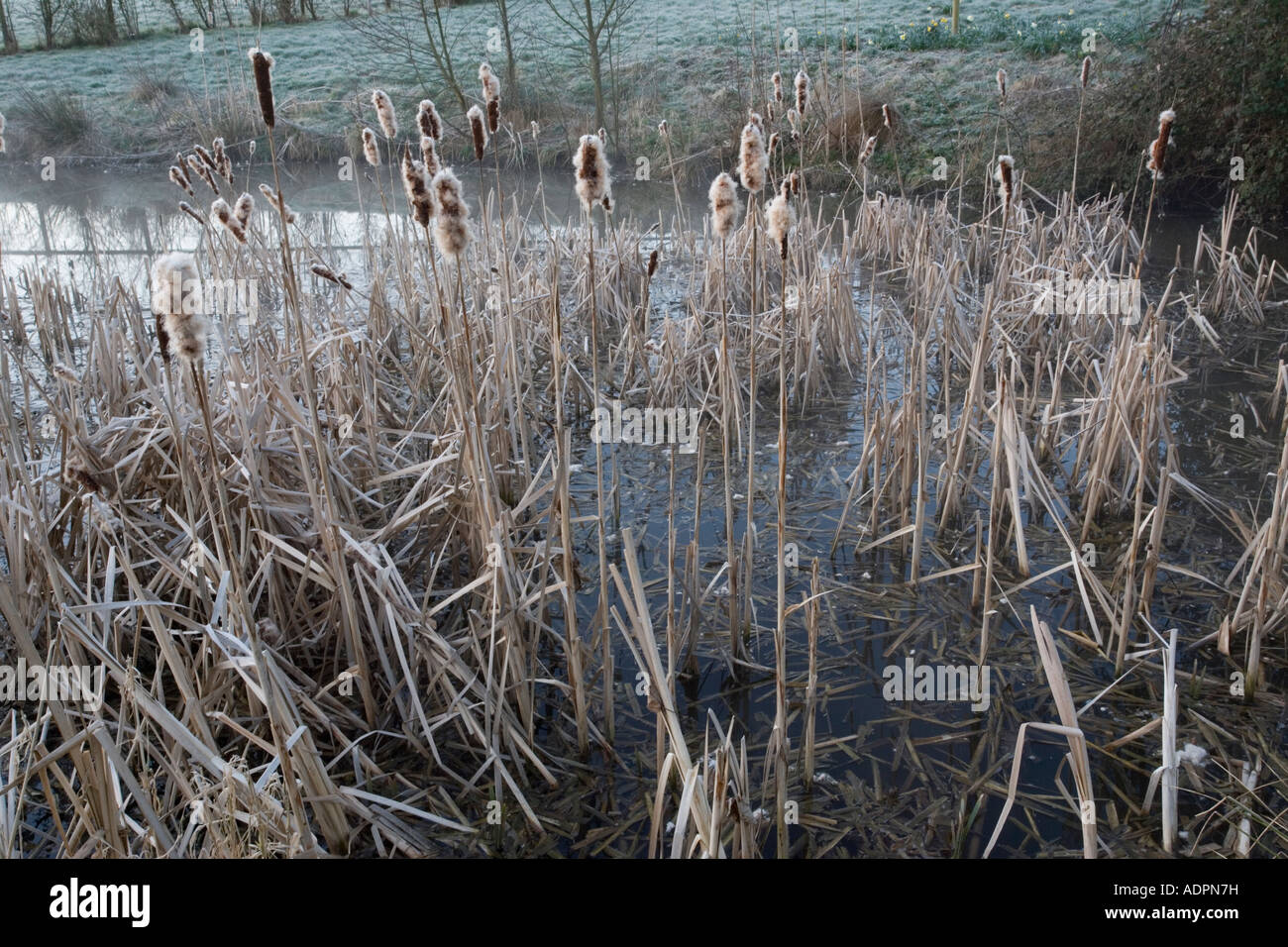 Vasca piena di reedmace giunco su un gelido mattino Typha latifolia Dorset Foto Stock