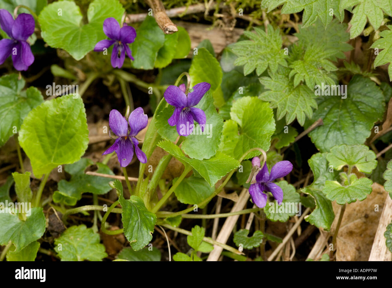 Viola dolce, Viola odorata in bosco Dorset Foto Stock