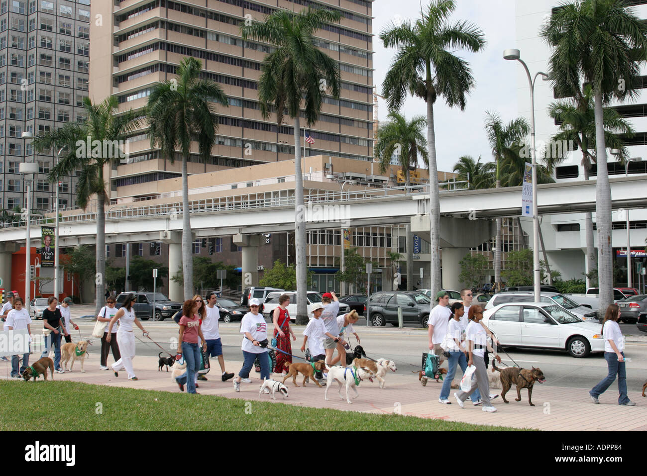 Miami Florida,Bayfront Park,camminate per gli animali,humane Società evento,proprietari,volontari cani,animali domestici,guinzaglio,visitatori viaggio turistico touri Foto Stock