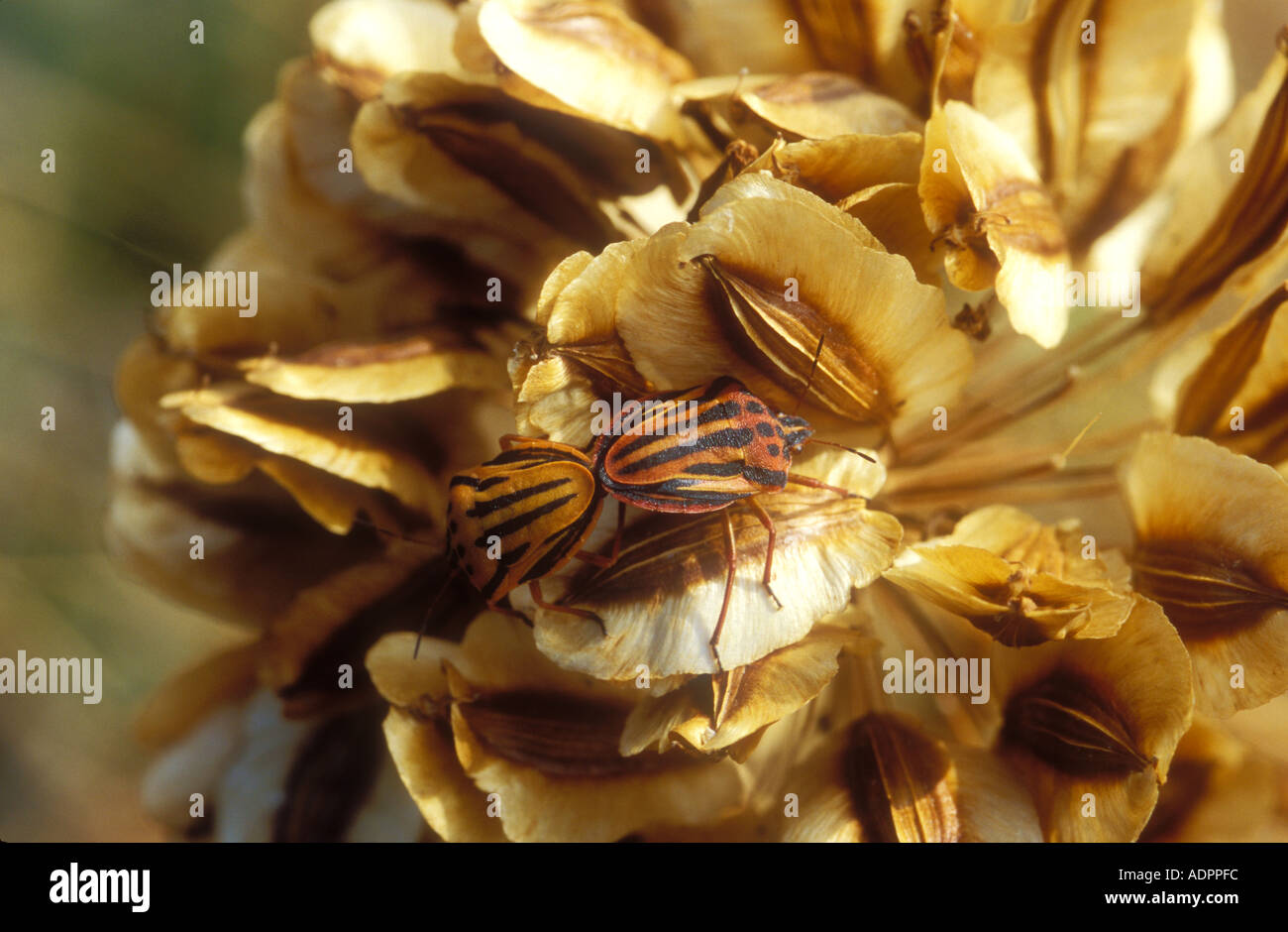 Bug di protezione Graphosoma italicum coniugata sulla testa di sementi Foto Stock