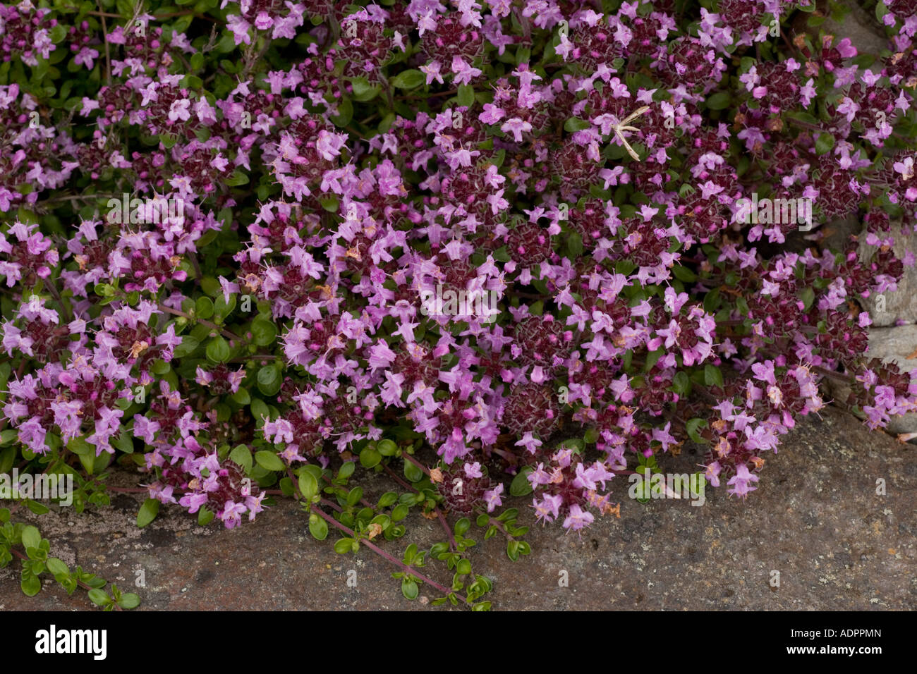 Un timo artico Thymus serpyllum ssp tanaensis, Norvegia Foto Stock