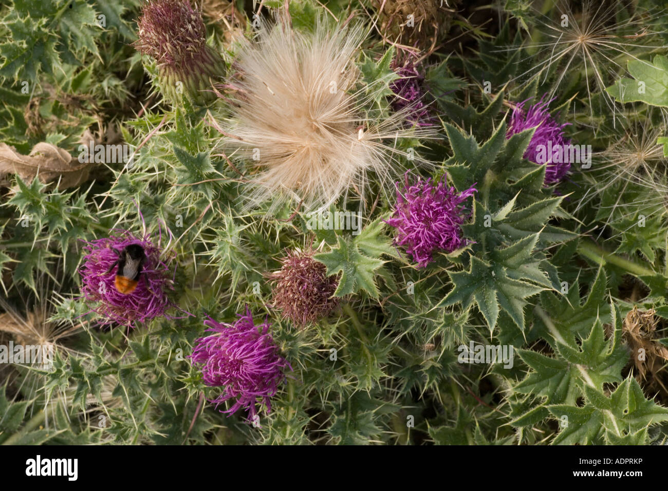 Nani Thistle, o senza stelo, Cirsium acaule anche noto come picnic Thistle Chalk downland Dorset Foto Stock