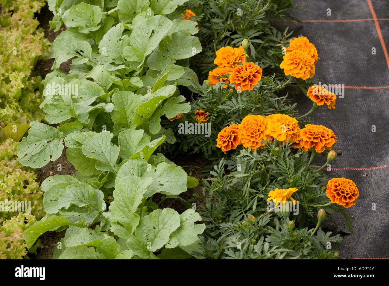Compagno di semina con il francese Le calendule accanto a rapa piantine e lollo rossa lattuga Giardinaggio organico Foto Stock