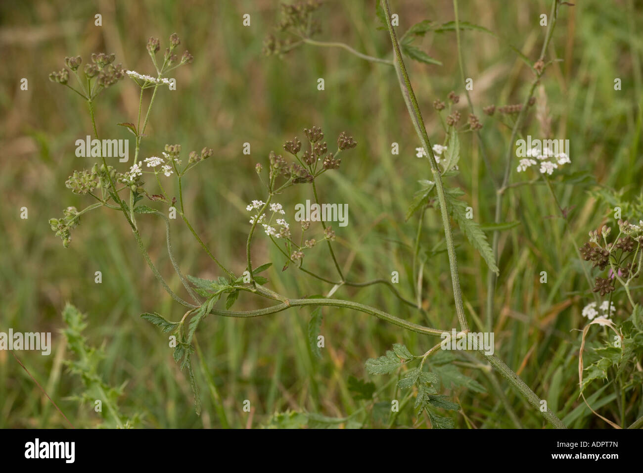 Prezzemolo di siepe verticale, Torilis japonica, Foto Stock