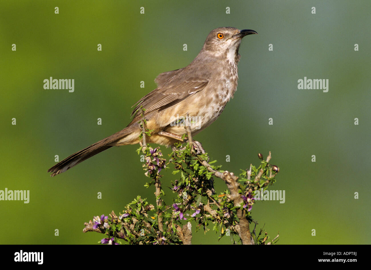 La curva-fatturati Thrasher curvirostre Toxostoma adulto su blooming Guayacan Starr County Rio Grande Valley Texas USA Foto Stock