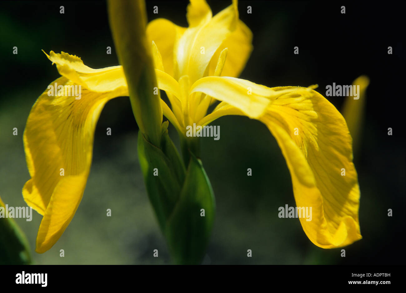 Giallo iris Iris pseudacorus Closeup di giallo petali di fiori Foto Stock