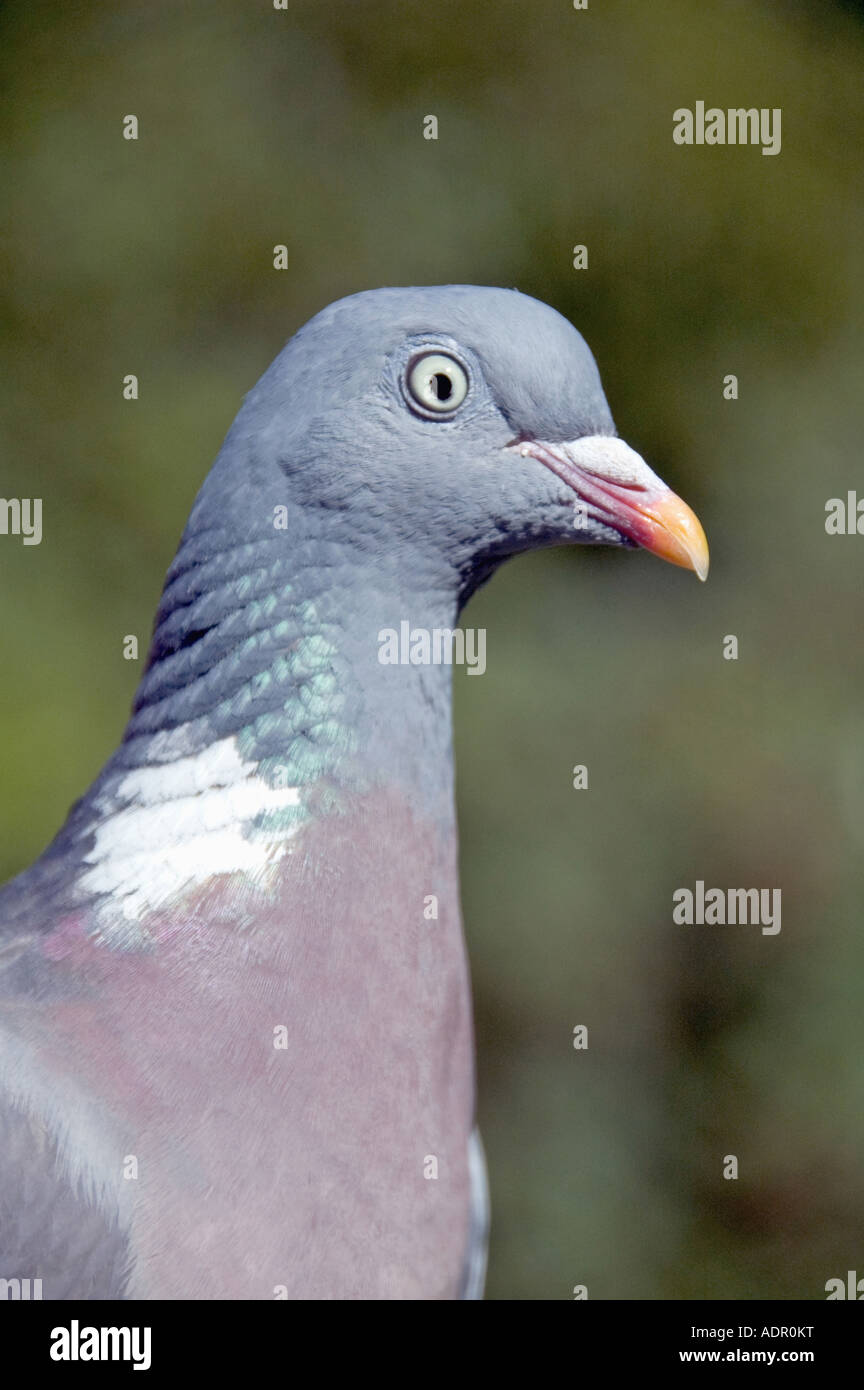 Woodpigeon Columba palumbus close up London REGNO UNITO Foto Stock