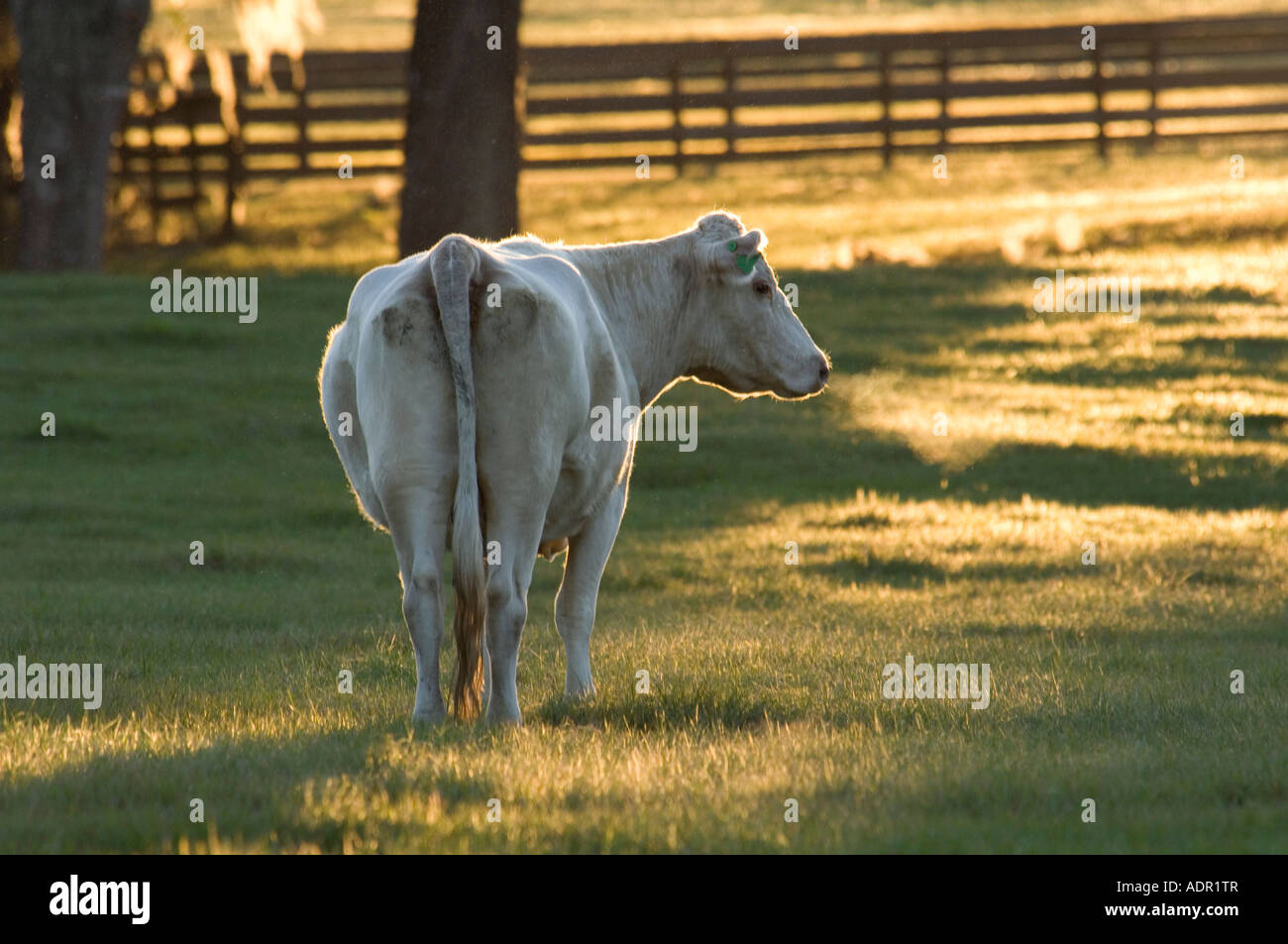 Charolais bovini Foto Stock