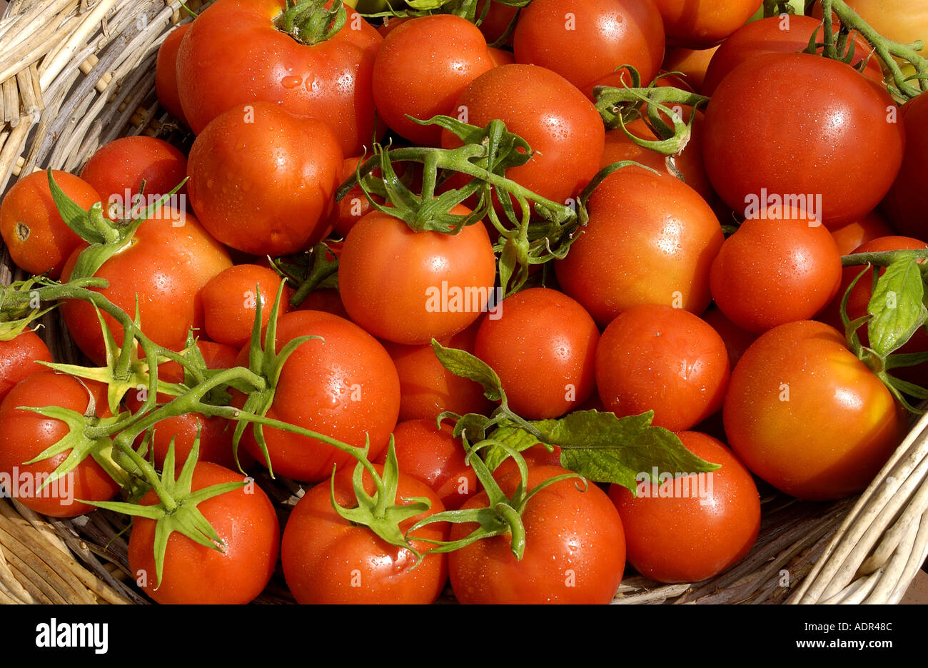 Appena raccolto i pomodori in un cestello Foto Stock