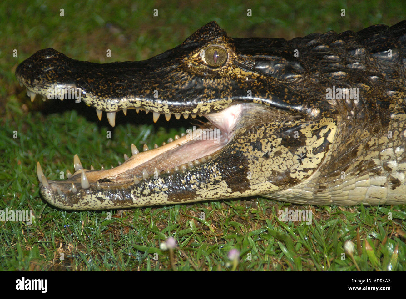 Caimano o jacare crocodilus Caimano yacare di notte Pantanal meridionale del Mato Grosso do Sul in Brasile Foto Stock