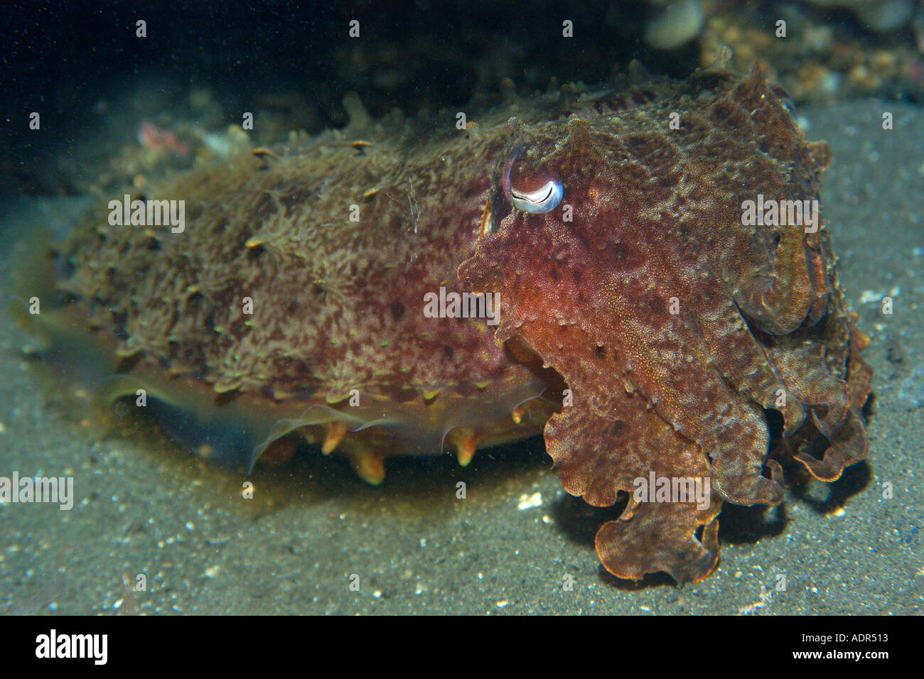 Reef Seppie Sepia sp di notte Dumaguete isola Negros Filippine Foto Stock