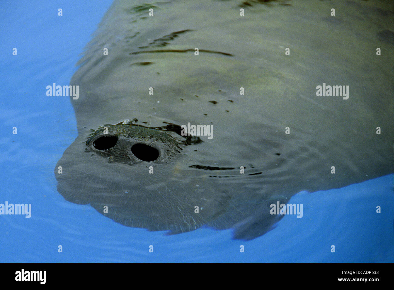 West Indian lamantino c Trichecus manatus manatus nostril dettaglio lamantino conservazione e al centro di ricerca di Itamaracá Brasile Foto Stock