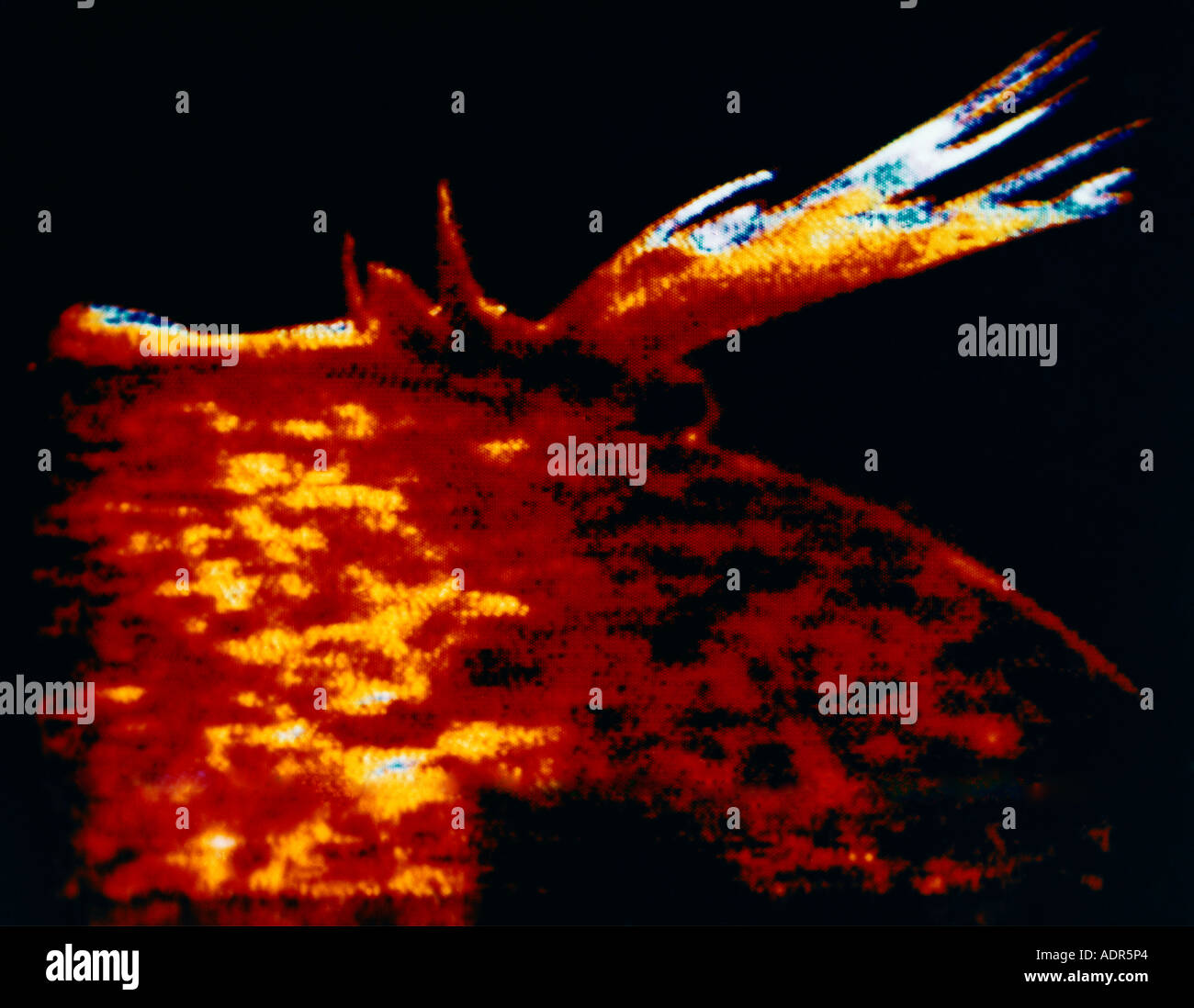 Spettroeliografia ultravioletta estrema che mostra la prominenza solare Foto Stock