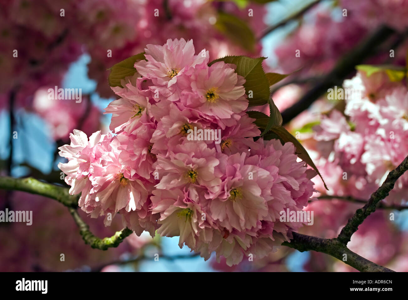 Ciliegio ornamentale blossom Foto Stock