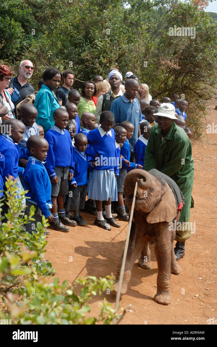 Un affascinante gruppo di giovani bambini della scuola primaria incontro un baby elephant vitello all'orfanotrofio vicino al Parco Nazionale di Nairobi Kenya Foto Stock