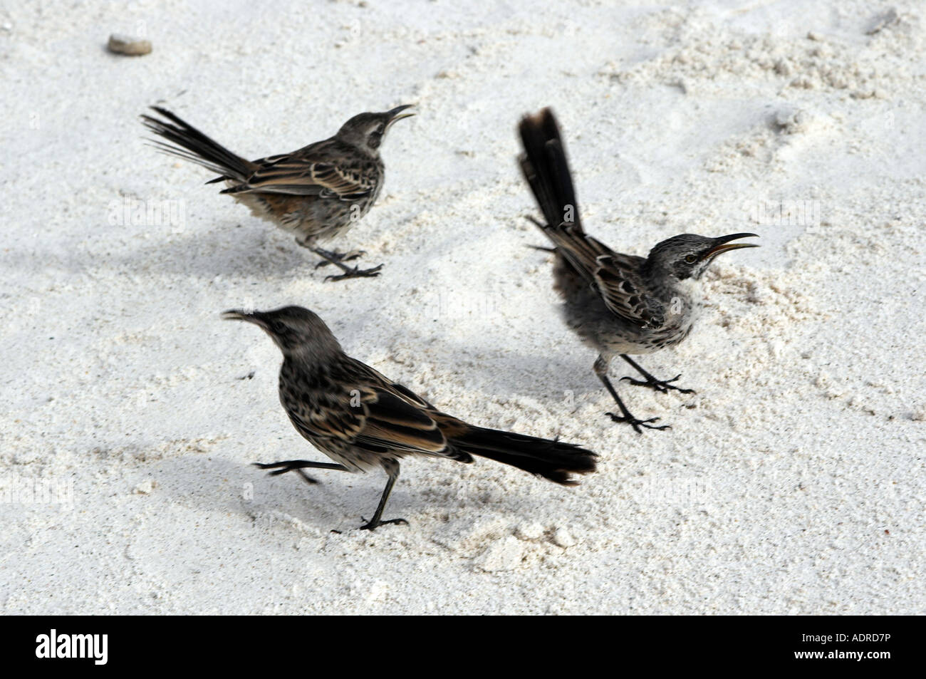 [Mockingbirds cofano] [Mimus macdonaldi], tre selvatici uccelli territoriali sulla spiaggia, [all'Isola Espanola], [isole Galapagos], Ecuador Foto Stock