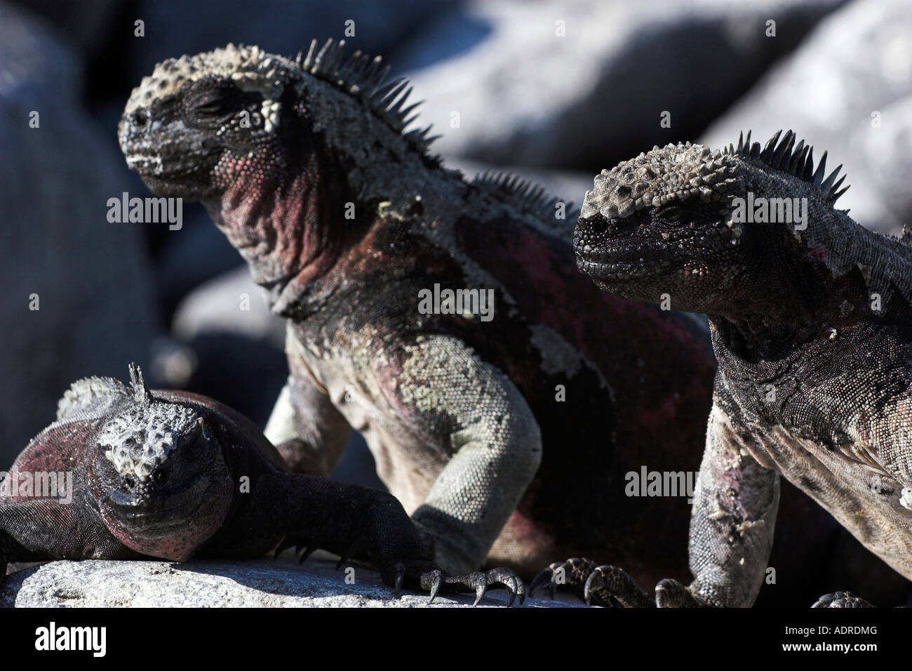 [Iguane Marine] [Amblyrhynchus cristatus] rettili prendisole "vicino" [all'Isola Espanola], [isole Galapagos], Ecuador Foto Stock