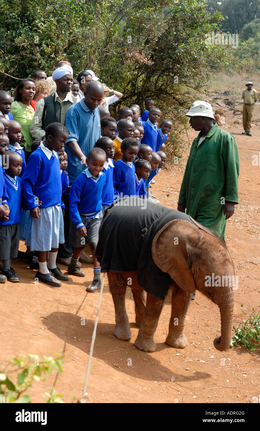 Un affascinante gruppo di giovani bambini della scuola primaria incontro un baby elephant vitello all'orfanotrofio vicino al Parco Nazionale di Nairobi Kenya Foto Stock
