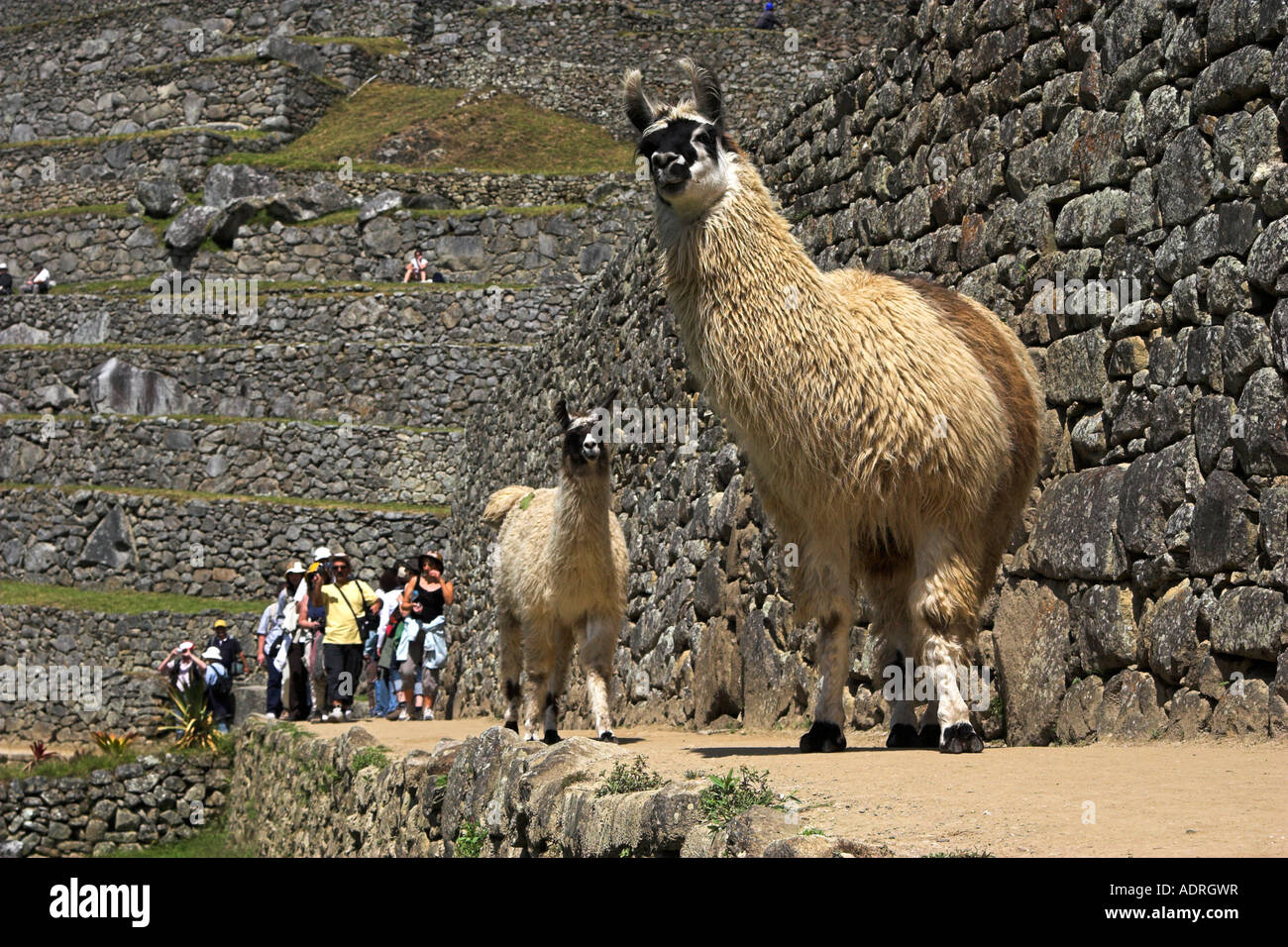 Machu Picchu llama [Lama glama], animali e turisti a piedi lungo la  terrazza in pietra di antiche rovine Inca, Perù, "Sud America Foto stock -  Alamy