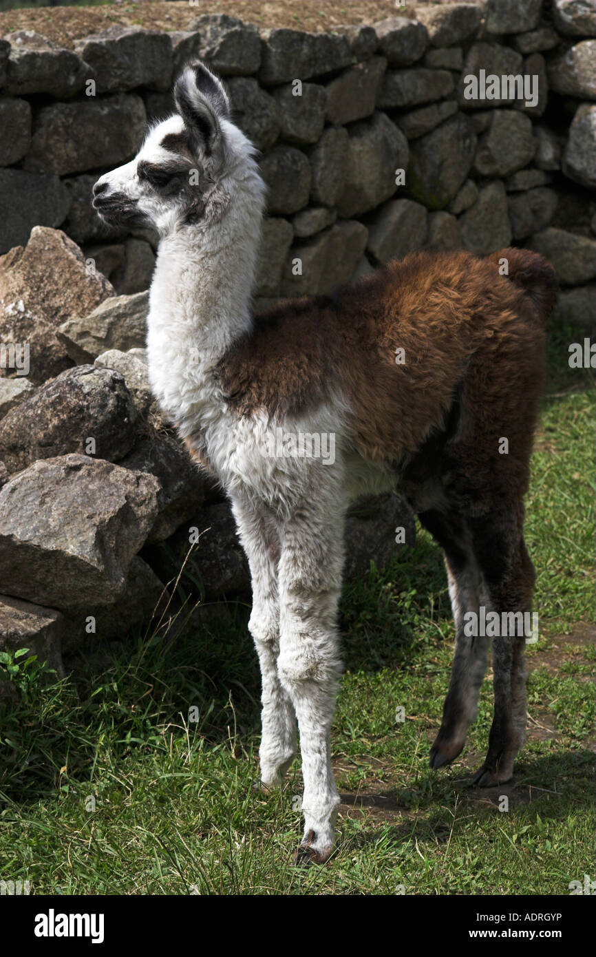 [Machu Picchu] llama [Lama glama], Grazioso baby animale solo permanente in rovine, Perù, "Sud America" Foto Stock