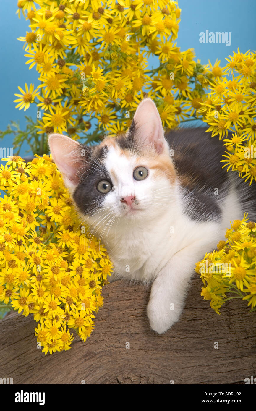 Tortoishell gattino in giallo pedane. Foto Stock