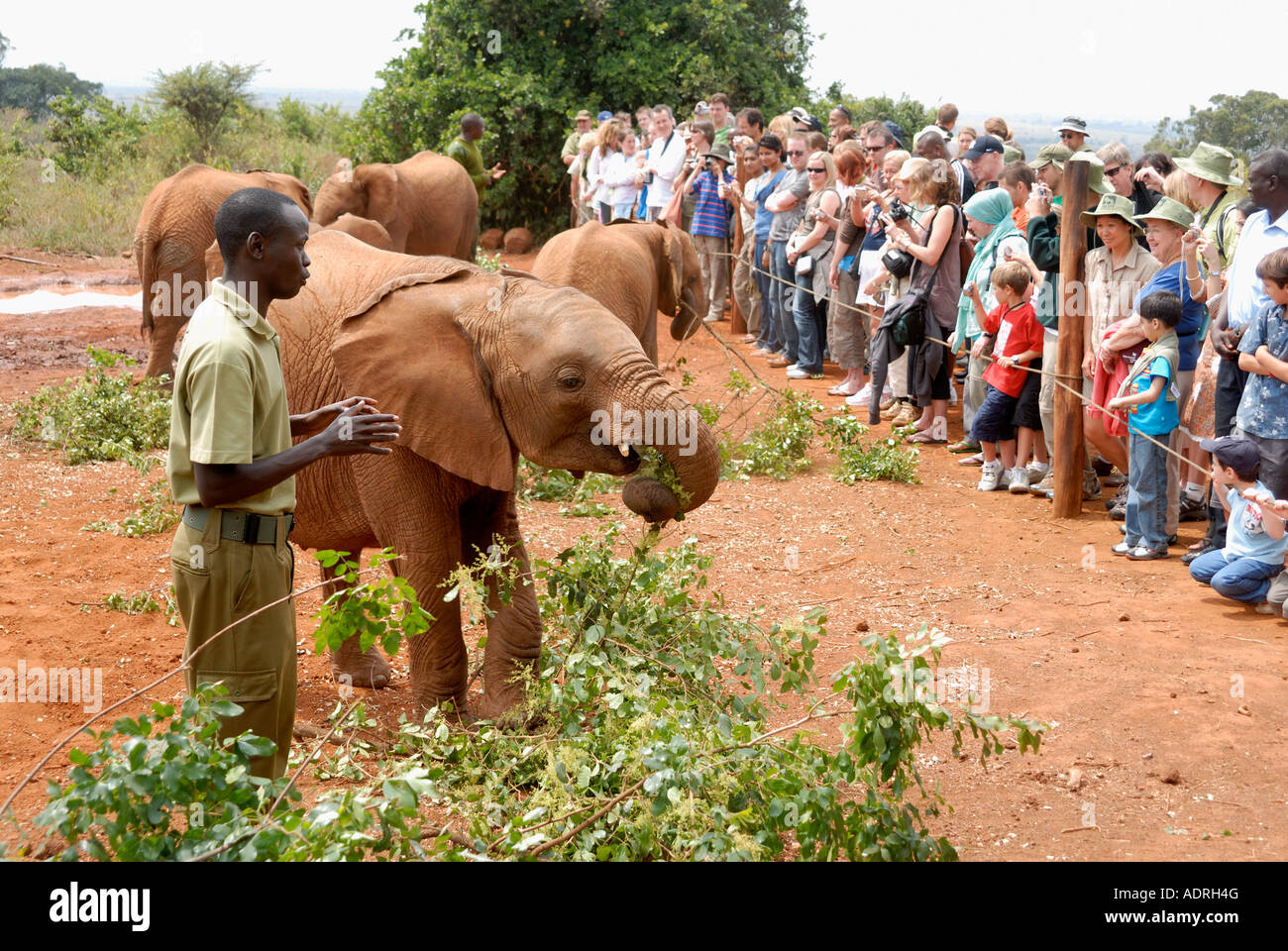 Uno dei custodi di docente alla folla l'Orfanotrofio degli Elefanti ner il Parco Nazionale di Nairobi Kenya Foto Stock