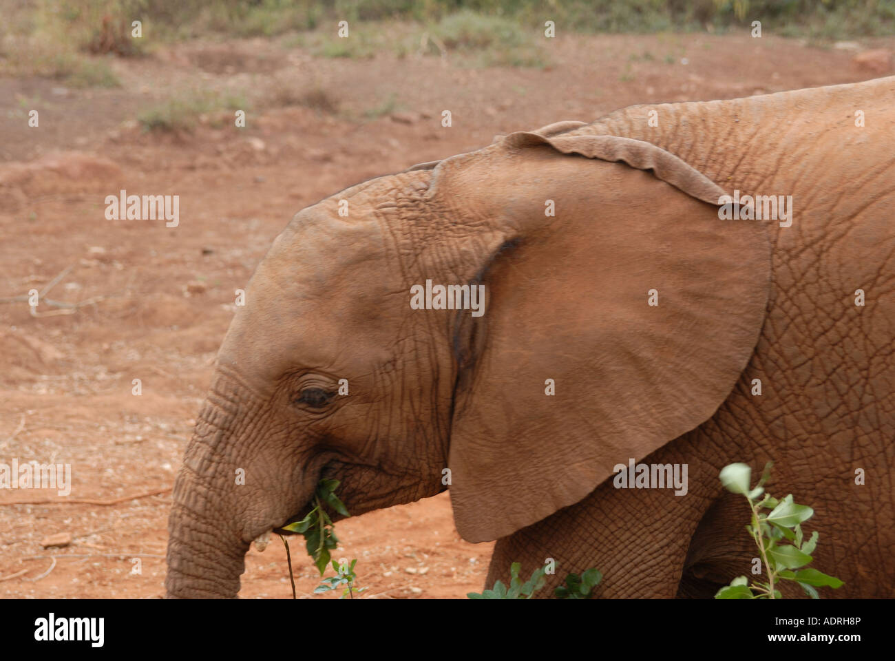 Un Baby Elephant con orecchie danneggiato al David Sheldrick l'Orfanotrofio degli Elefanti nei pressi del Parco Nazionale di Nairobi Kenya Foto Stock