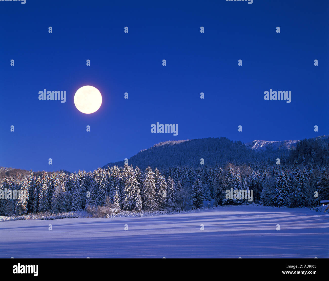 Fir abete abeti di pini di montagna collina in inverno la neve luna piena Foto Stock