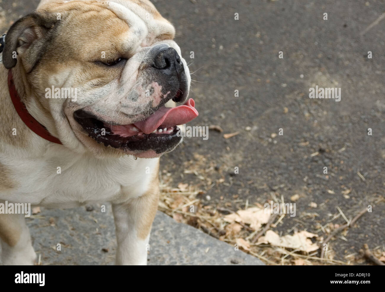 Bulldog inglese presso la strada Foto Stock