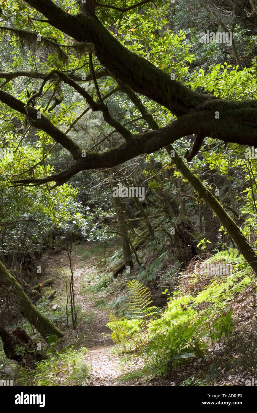 Foresta laurel Parco Nazionale di Garajonay La Gomera Canarie Foto Stock