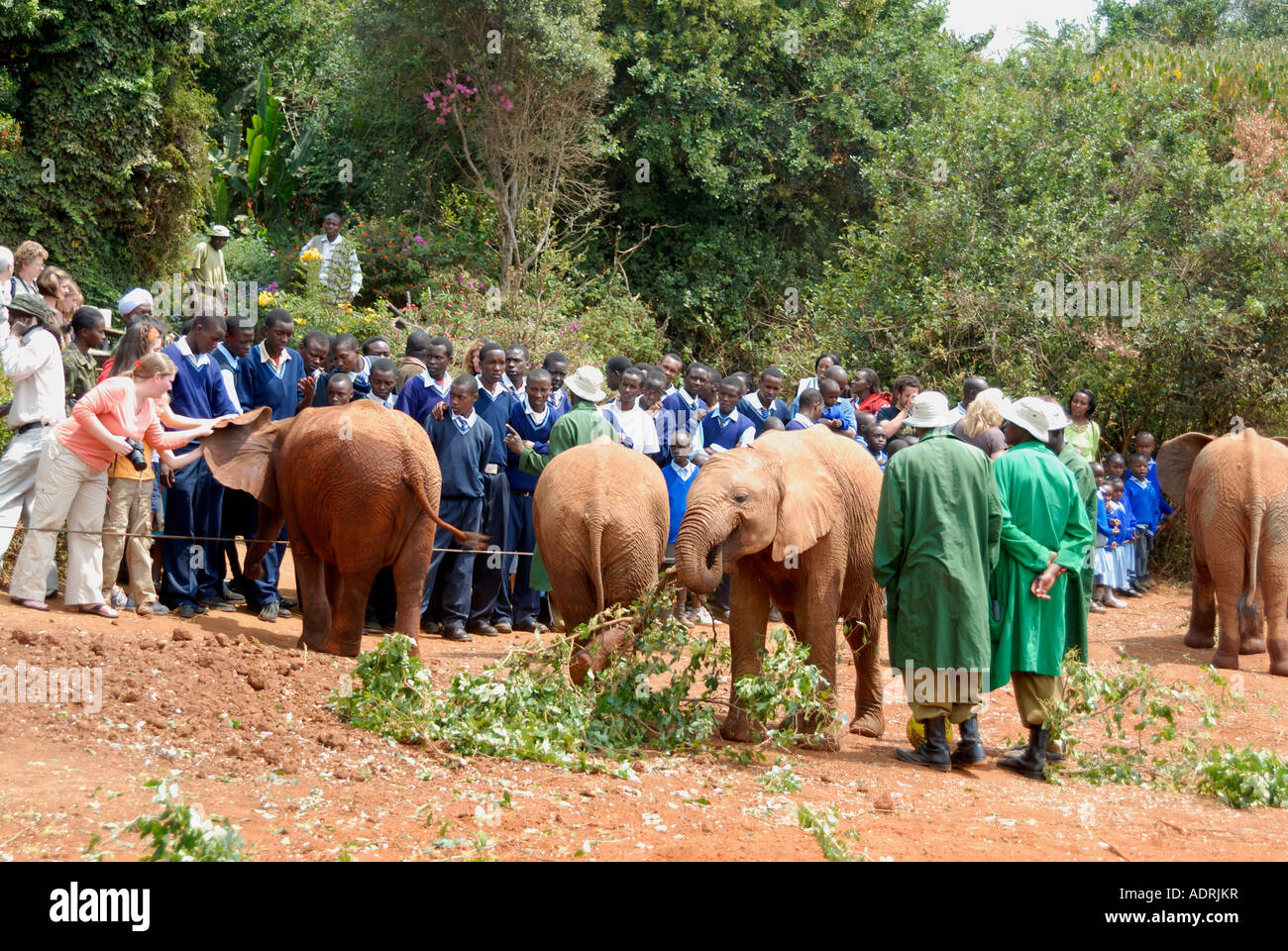 Una folla di turisti e la scuola dei bambini incontro baby elefanti orfani l'Orfanotrofio degli Elefanti nei pressi del Parco Nazionale di Nairobi Kenya Foto Stock
