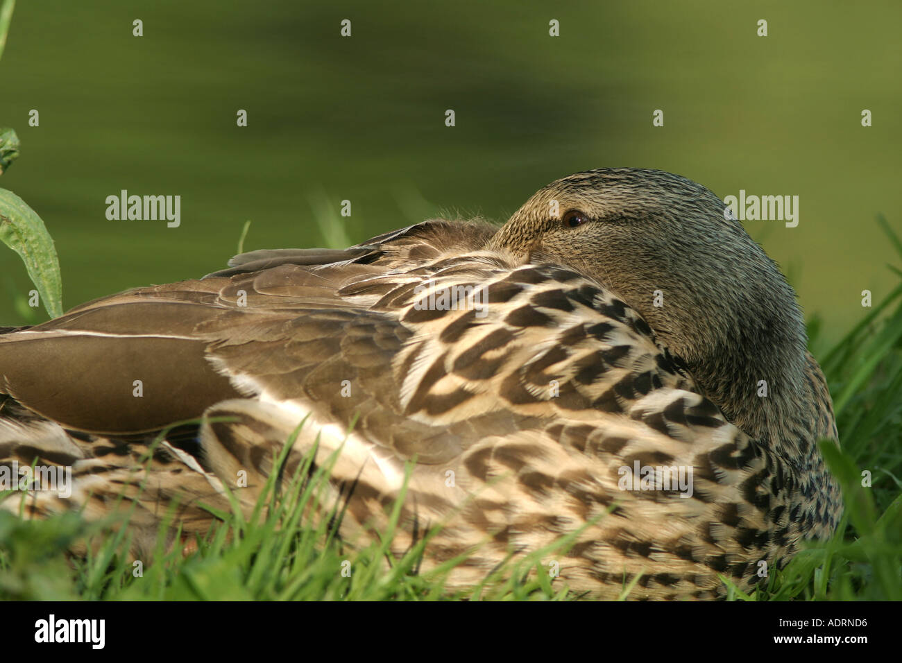 Sleeping Germano Reale Anas platyrhynchos lei nascondendo la testa tra le piume Foto Stock