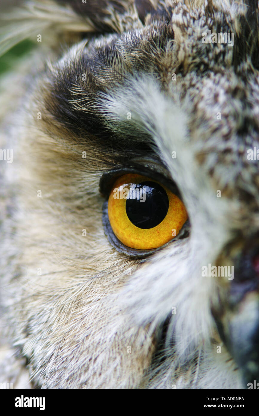 Occhio di una lunga eared owl Asio otus Foto Stock