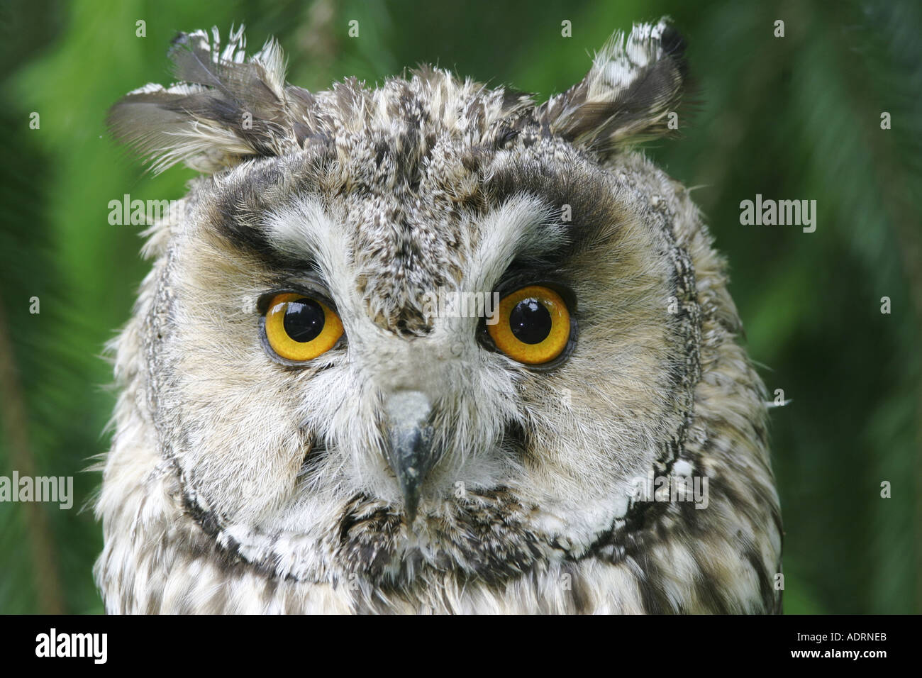 Ritratto di una lunga eared owl Asio otus Foto Stock