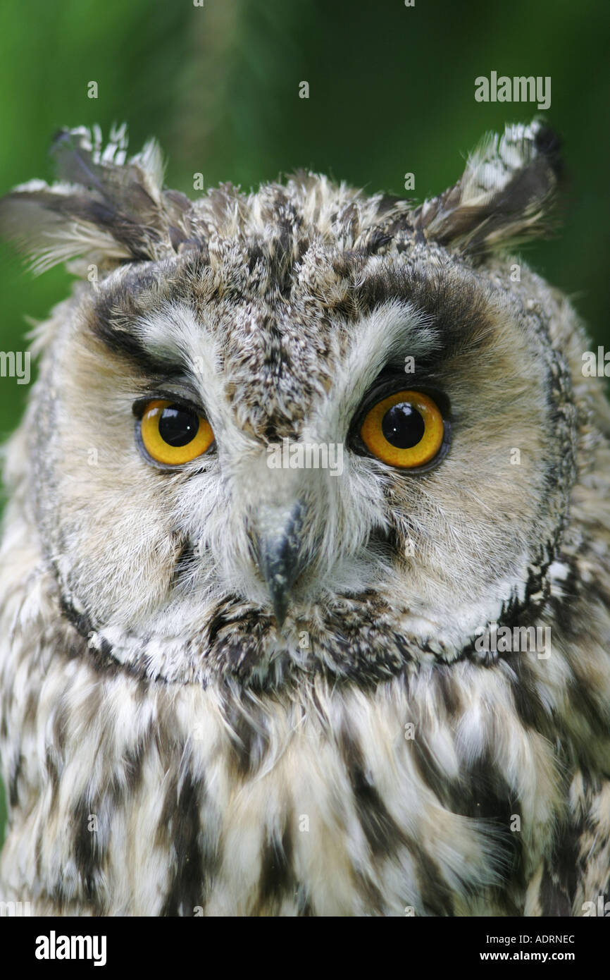 Ritratto di una lunga eared owl Asio otus Foto Stock