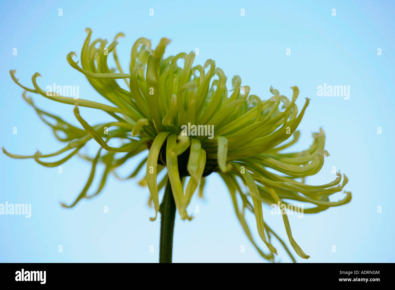 Shamrock Chrysanthemum fiore su sfondo blu pallido Foto Stock