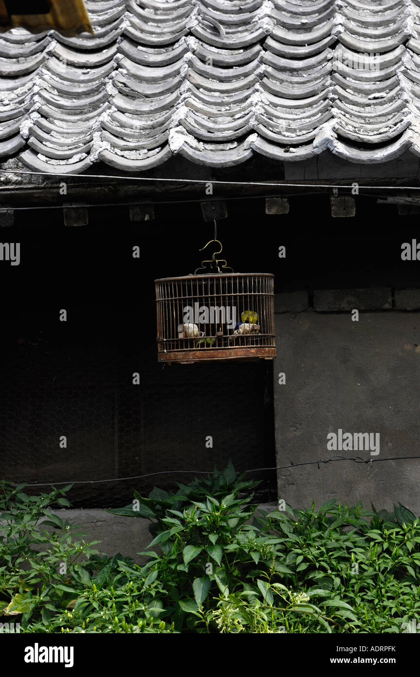 Caged bird Pechino Cina 2007 Foto Stock