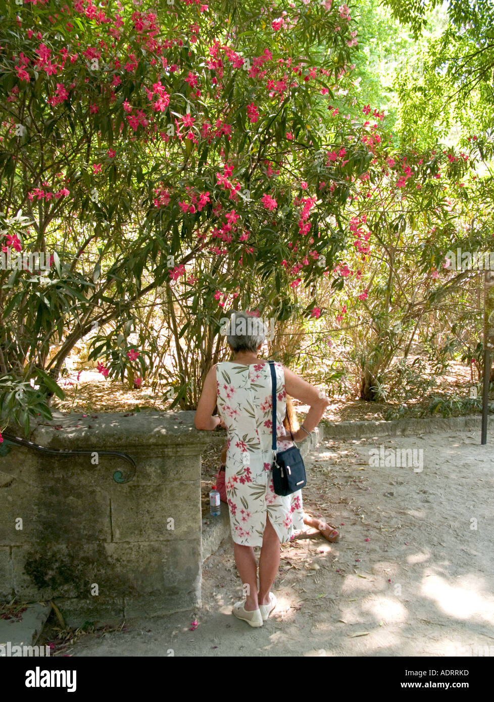 Una vista posteriore di una donna anziana in un abito fiorito parlando con un amico al di sotto di una boccola di fioritura Foto Stock
