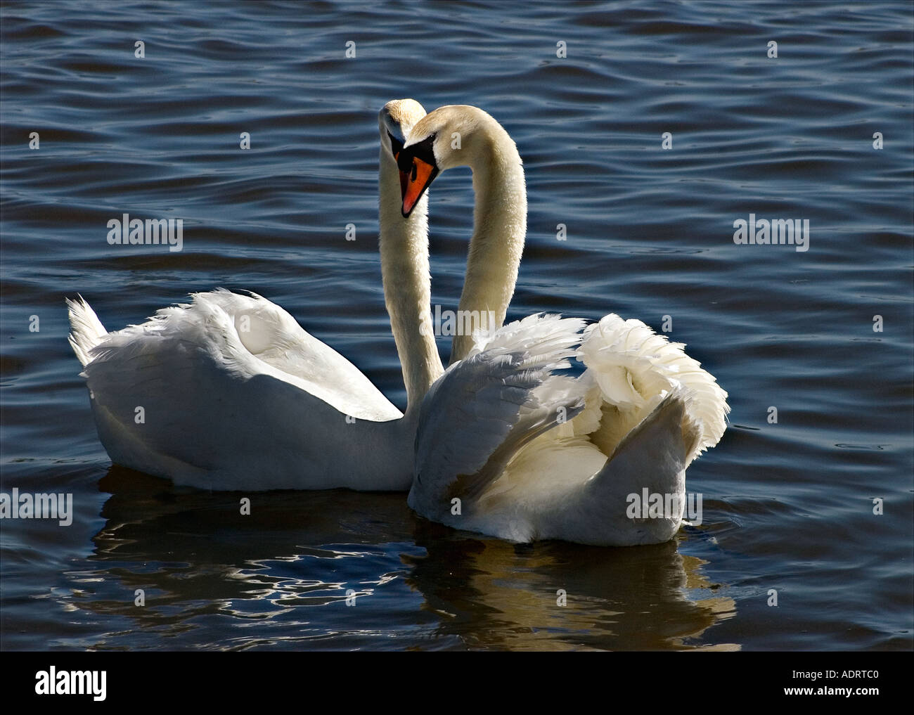 Coppia due cigni nel comportamento di corteggiamento rendendo a forma di cuore con i loro colli e teste contro retroilluminato blu profondo acqua Foto Stock