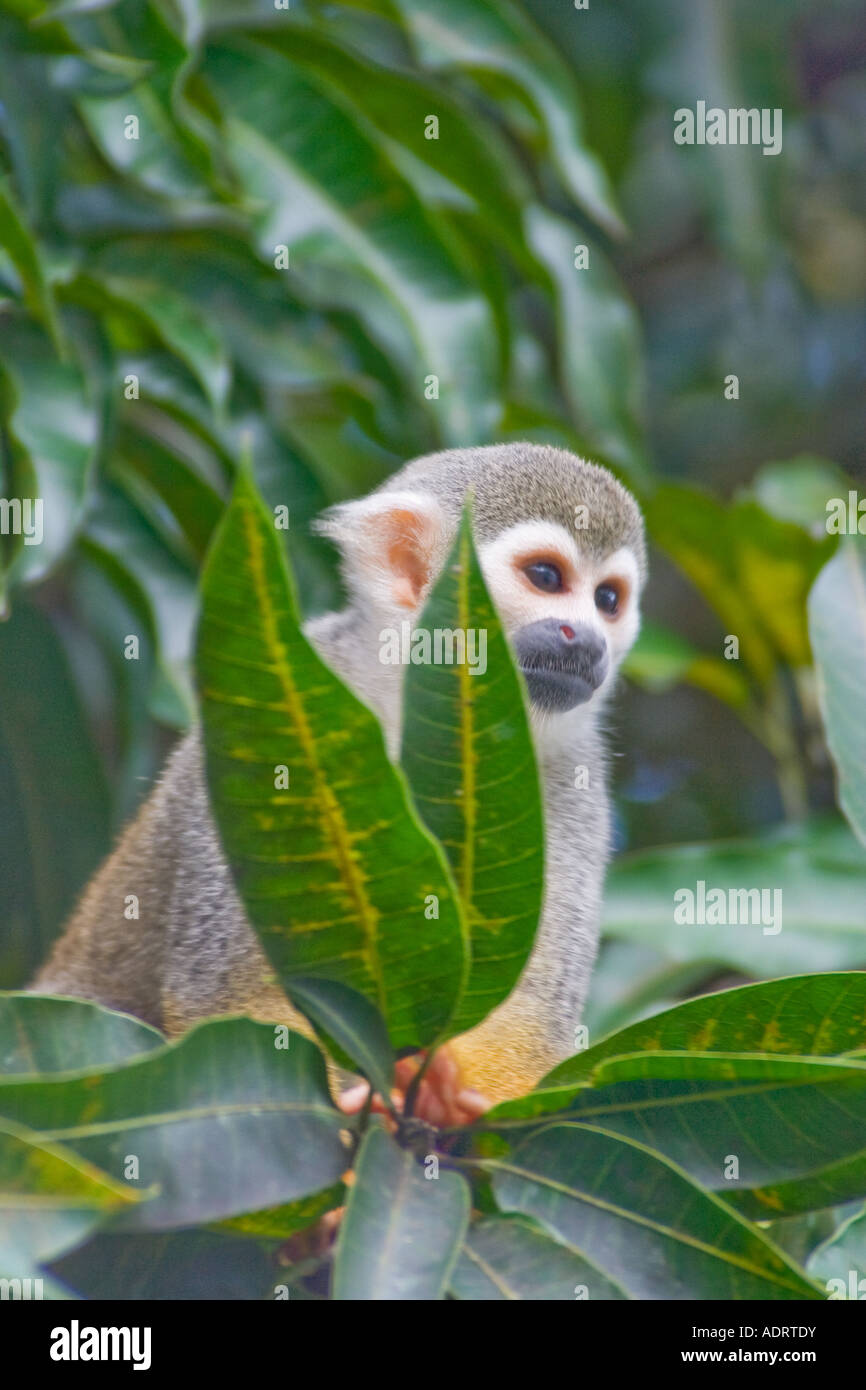 Comune di Scimmia di scoiattolo Saimiri sciureus nella foresta pluviale Raleigh cade Suriname di arrampicarsi su un albero di mango Foto Stock