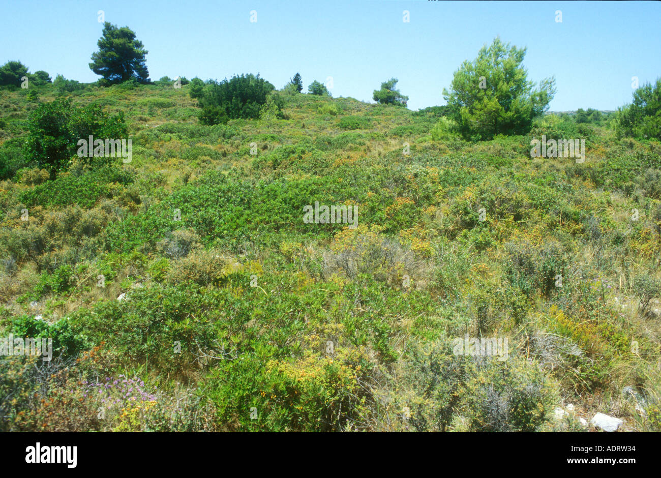 Una zona di habitat garrigue su un isola greca Foto Stock